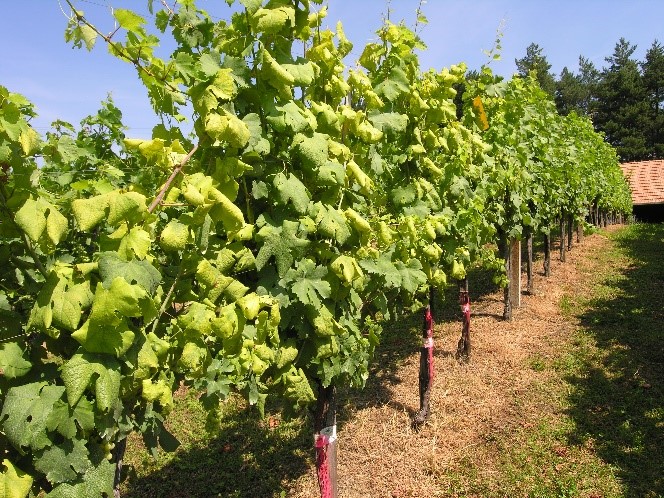 Rumenenje in zavijanje listov na beli sort (Foto-D. Bajec)